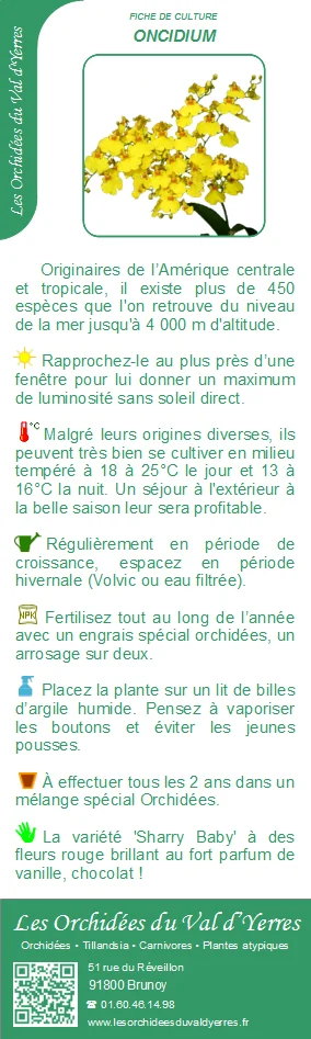 Fiche culture ONCIDIUM